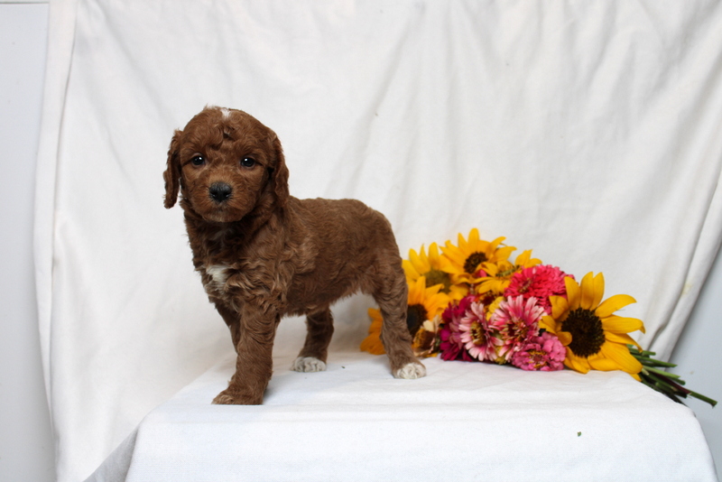 puppy, for, sale, Mini Goldendoodle F1B, Matthew B. Stoltzfus, dog, breeder, Gap, PA, dog-breeder, puppy-for-sale, forsale, nearby, find, puppyfind, locator, puppylocator, aca